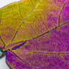 CeropegiaWoodiiLeaf Aurora Pendant
